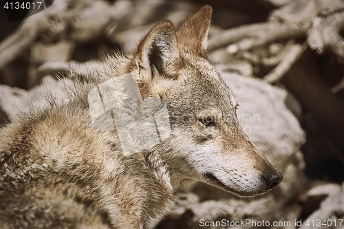 Image of Portrait of Wolf