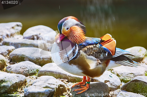 Image of Mandarin Duck on Rock