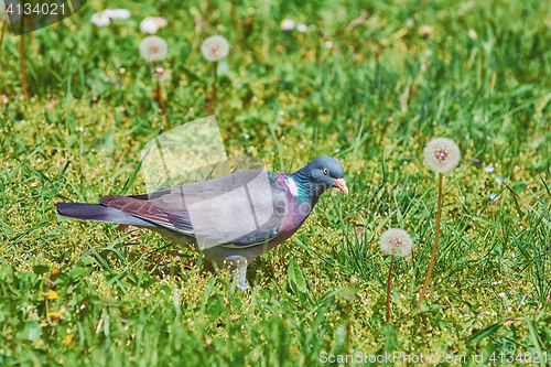 Image of Common Wood Pigeon