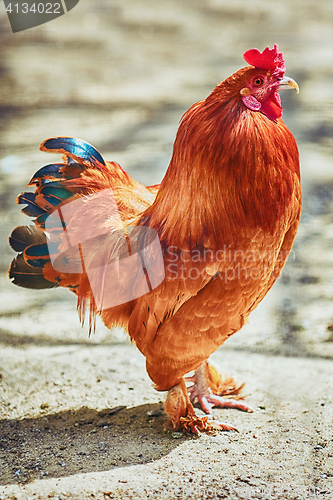 Image of Brown Leghorn Rooster