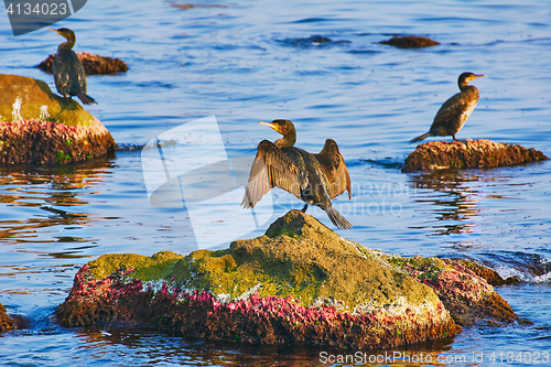 Image of Cormorants on the Rocks