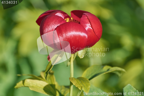 Image of  Red Peony Flower