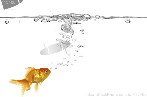 Image of Goldfish and air bubbles