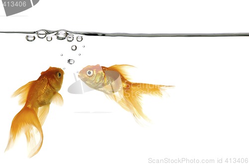 Image of waterline and gold fish