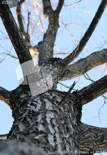 Image of the tree in the sky