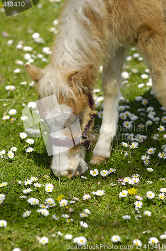 Image of Young horse is eating grass