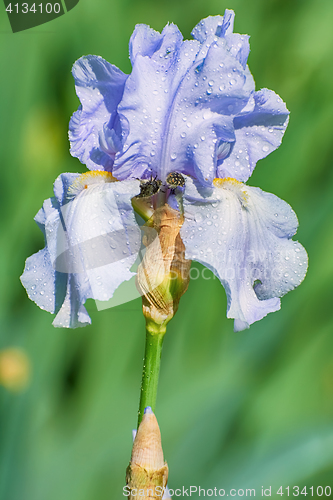 Image of Flower of Blue Iris