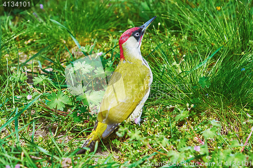 Image of European Green Woodpecker