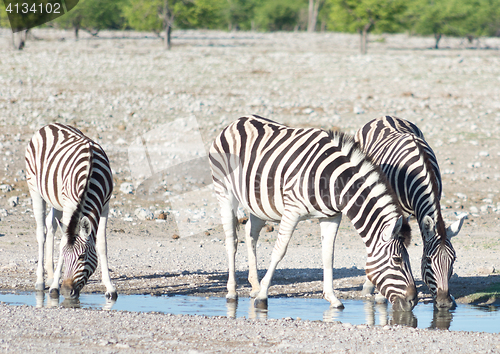 Image of zebras at a watering hole