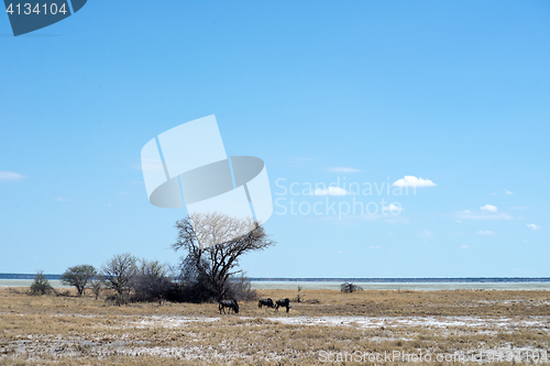 Image of Etosha park