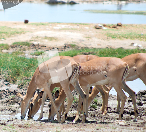 Image of drinking antelopes