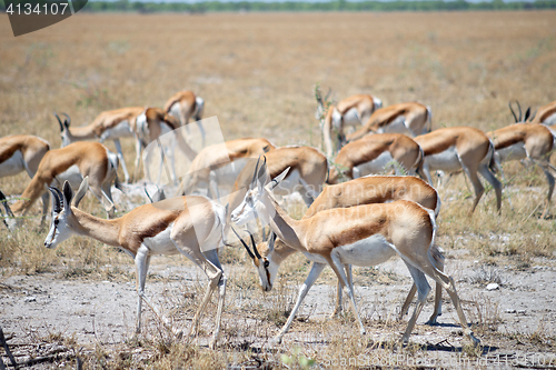 Image of Etosha park