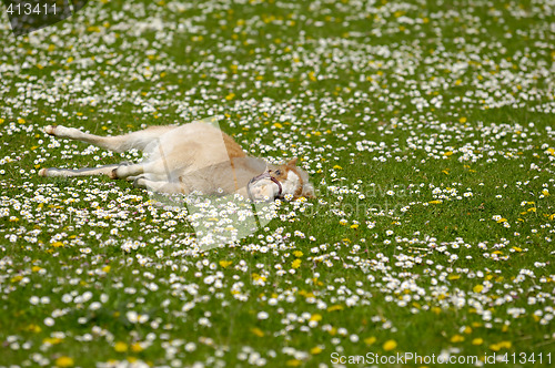 Image of Horse foal resting on flower field