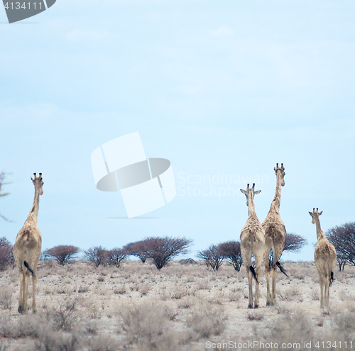 Image of giraffes