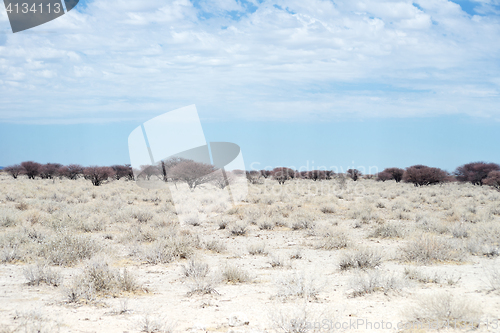 Image of Etosha landscape