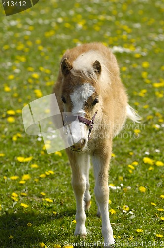 Image of Foal on flower meadow