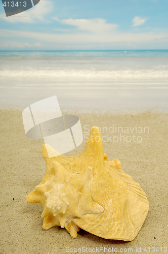 Image of Conch on beach