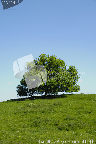 Image of Tree on hill