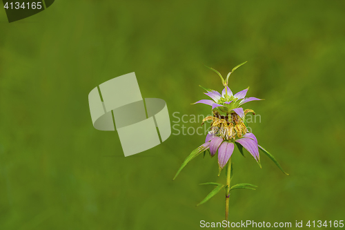 Image of Spotted Bee-balm (Monarda punctata)
