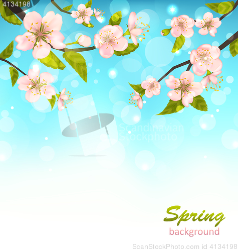 Image of Beautiful Cherry Blossom