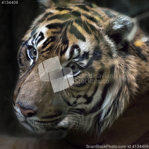 Image of head of tiger