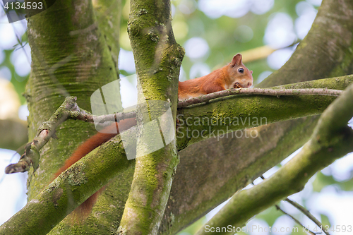 Image of Squirrel on a branch spruce eats nuts