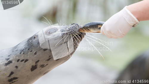 Image of Seal being fed