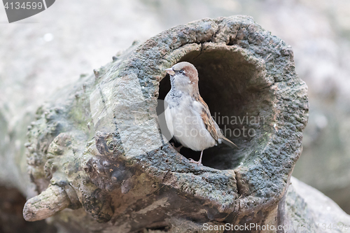 Image of Sparrow in a hollow tree