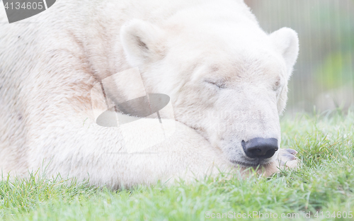 Image of Funny close-up of a polarbear (icebear)