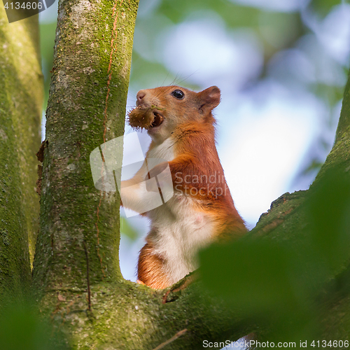 Image of Squirrel on a branch spruce eats nuts