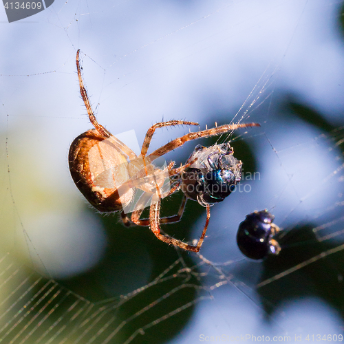 Image of Spider catching beetle