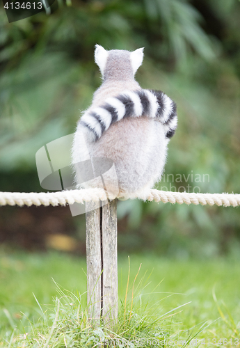 Image of Ring-tailed lemur (Lemur catta)