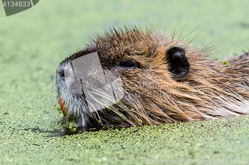 Image of Myocastor coypus, single mammal