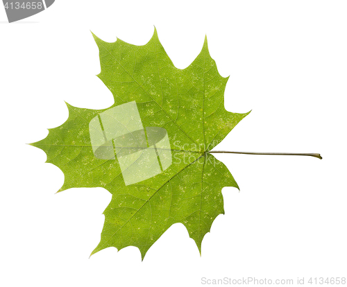 Image of maple leaf isolated on white background