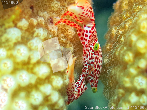 Image of Thriving  coral reef alive with marine life and shoals of fish, 