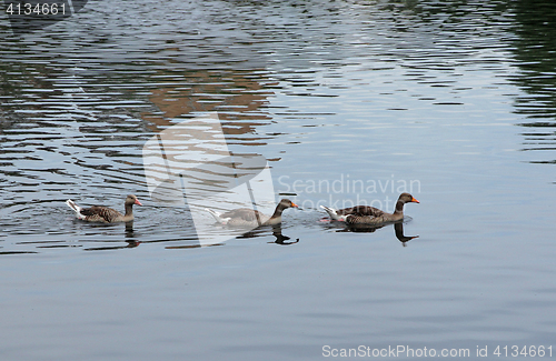 Image of Three beautiful ducks swimming on the lake.