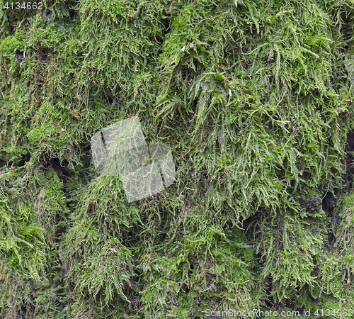 Image of Moss and mold affect a wood panel