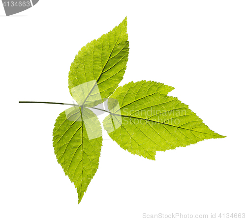 Image of ash leaf isolated on white background