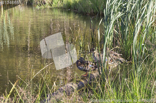 Image of hree wild ducks sit on the lake among the reeds