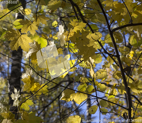 Image of Big autumn oak against the blue sky