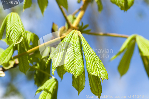 Image of green leaves of chestnut