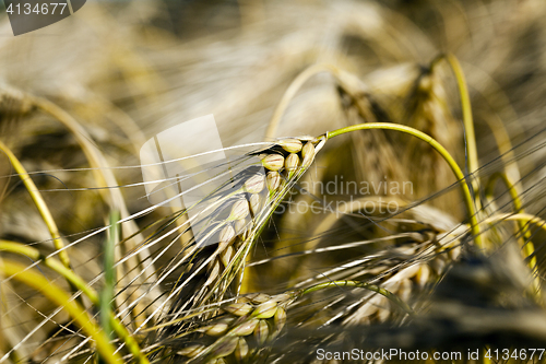 Image of farm field cereals