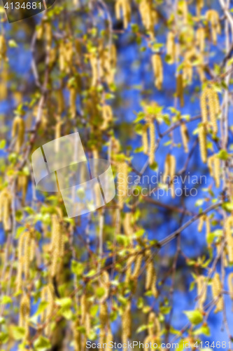 Image of trees in the spring