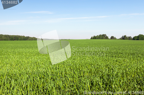 Image of Field with cereal