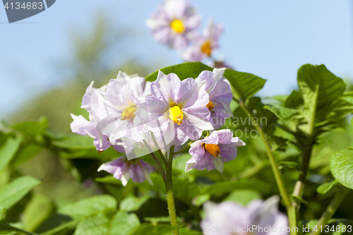 Image of potato flower, close-up