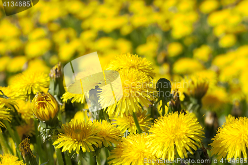 Image of yellow dandelions in spring