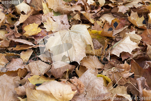 Image of autumn in the park