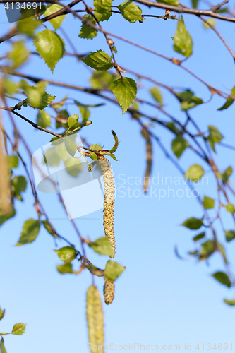 Image of Young leaves of birch