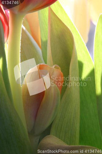 Image of Colorful tulips in spring