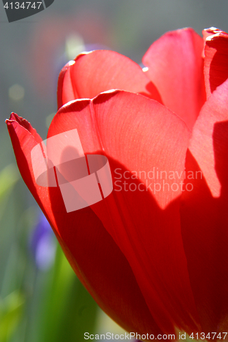 Image of Colorful tulips in spring